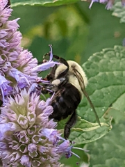Bombus impatiens