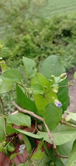 Lycianthes lenta
