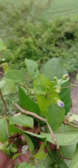 Lycianthes lenta