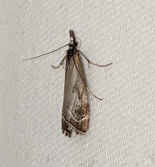 Catoptria oregonicus