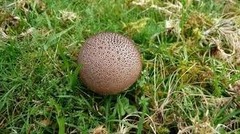 Lycoperdon nigrescens
