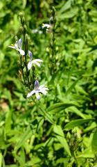 Carlowrightia