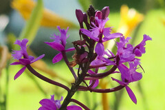 Epidendrum jamiesonis