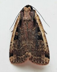 Eueretagrotis sigmoides