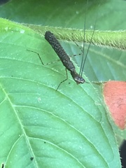 Bantiinae
