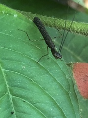 Bantiinae