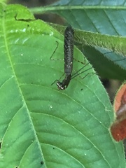 Bantiinae