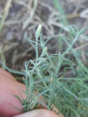 Erigeron divaricatus