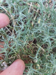 Erigeron divaricatus