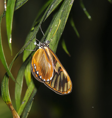 Ithomia heraldica