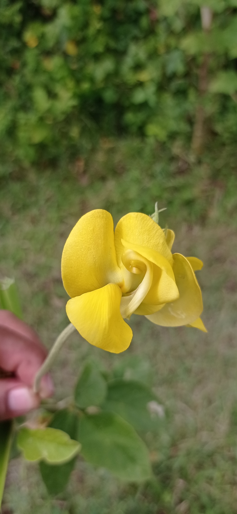 Imagem de Feijão-caupi