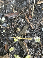 Nephrotoma virescens