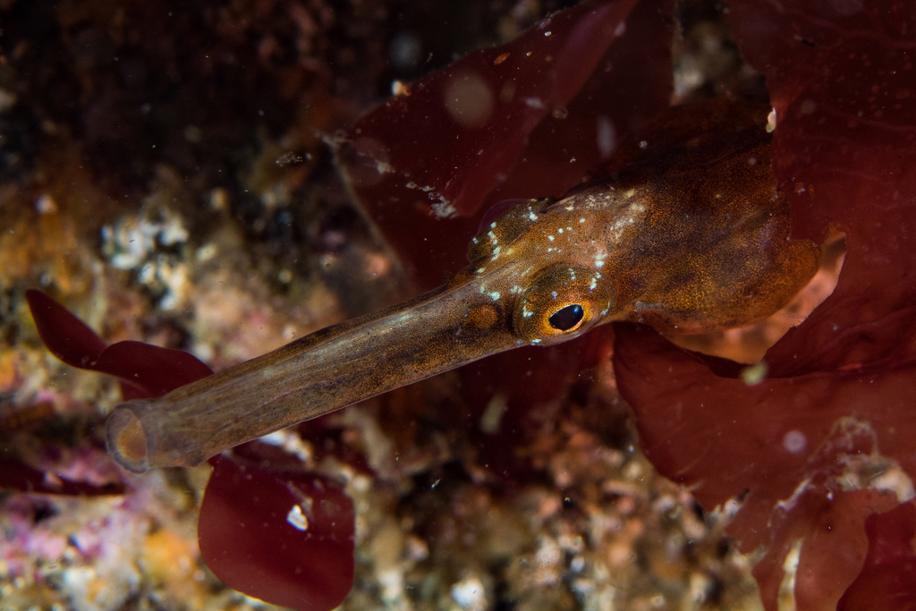 Deep-Bodied Pipefish