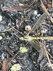 Nephrotoma virescens