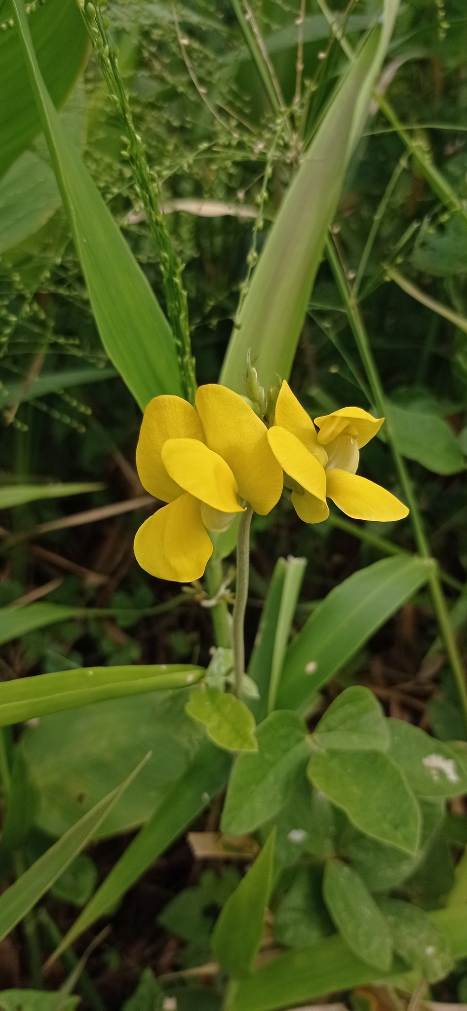 Imagem de Feijão-caupi