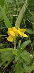 Vigna umbellata