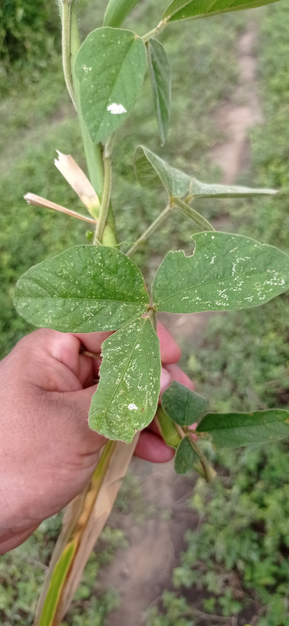 Imagem de Feijão-caupi
