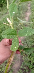 Vigna umbellata
