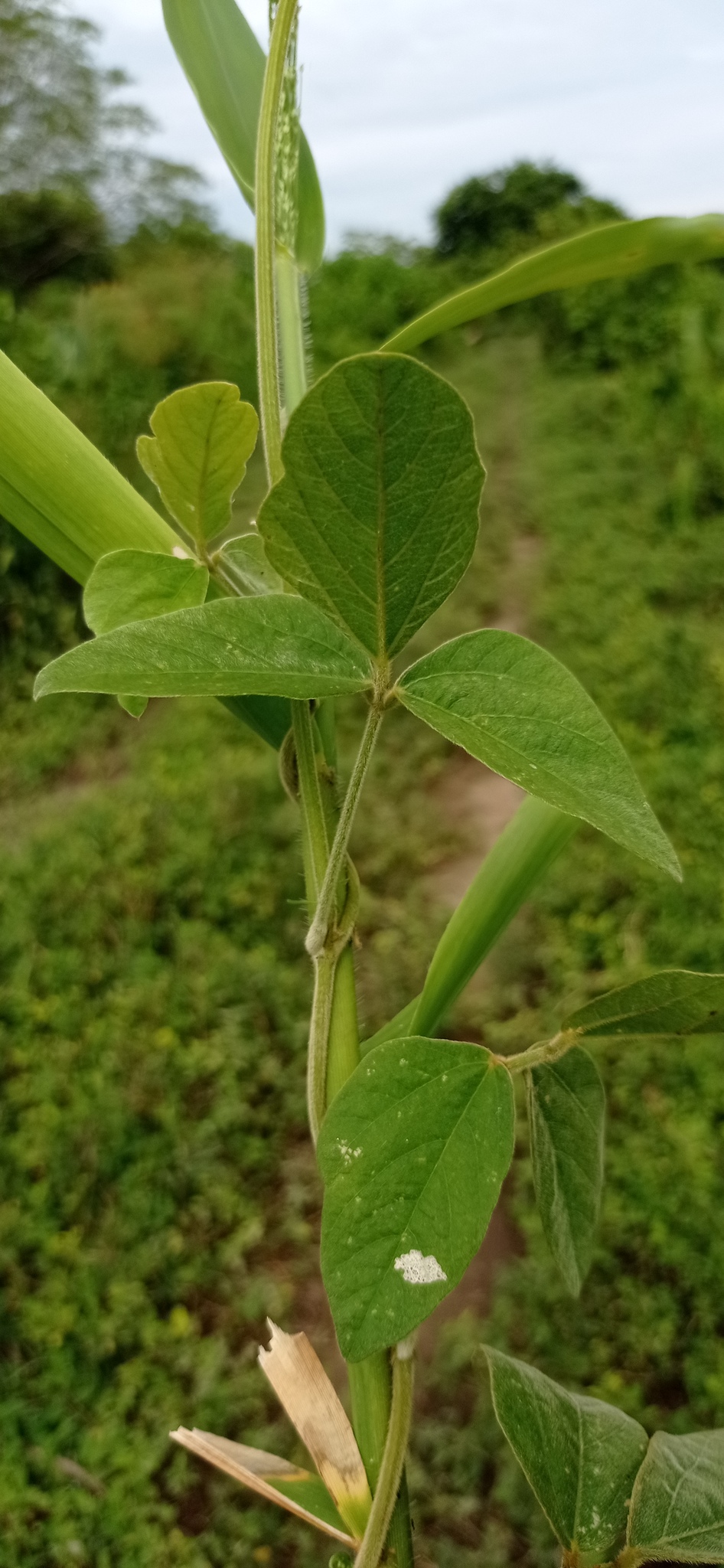Imagem de Feijão-caupi