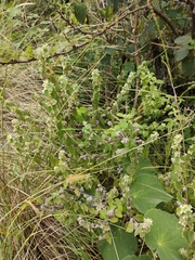 Minthostachys verticillata