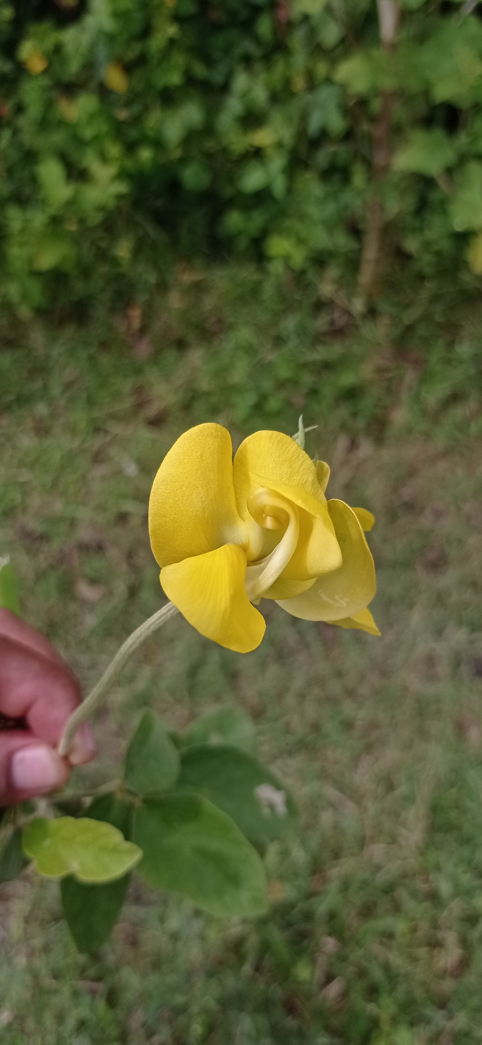 Imagem de Feijão-caupi