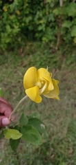 Vigna umbellata
