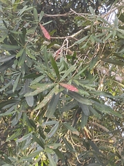 Pouteria gardneriana