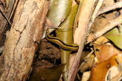 Australopacifica regina