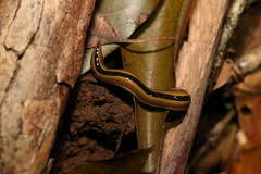 Australopacifica regina