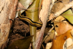 Australopacifica regina