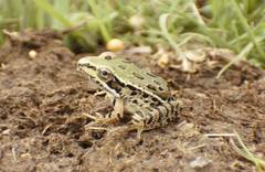 Lithobates spectabilis