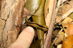 Australopacifica regina