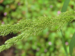 Agrostis exarata
