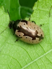 Calligrapha ramulifera