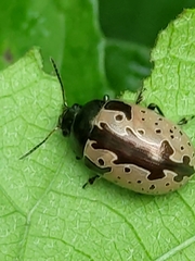 Calligrapha ramulifera