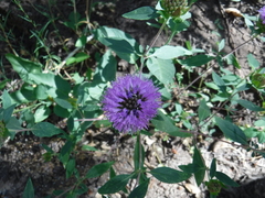 Monardella breweri lanceolata