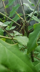 Schistocerca obscura