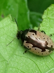 Calligrapha ramulifera