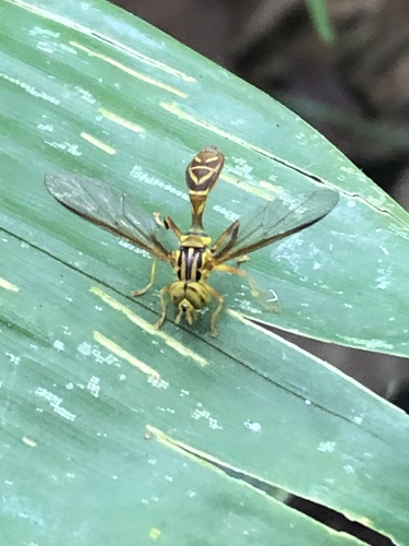 Ocyptamus placivus (Ocyptamus placivus)