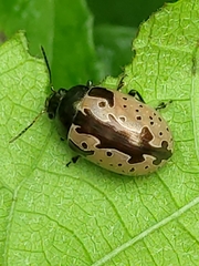 Calligrapha ramulifera
