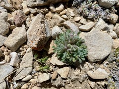 Townsendia condensata