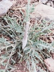 Bolivaria brachyptera