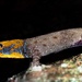 Yellow-headed Gecko - Photo (c) Carolina Capera, some rights reserved (CC BY-NC), uploaded by Carolina Capera