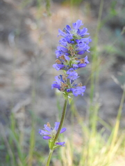 Penstemon rydbergii aggregatus