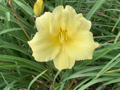 Hemerocallis