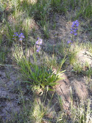 Penstemon rydbergii aggregatus