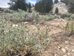 Astragalus kentrophyta elatus