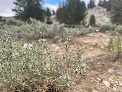 Astragalus kentrophyta elatus