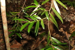 Podocarpus elatus