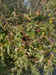 Sebastiania schottiana
